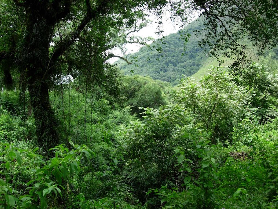 Bosques nativos: fallo favorable para los de Jujuy