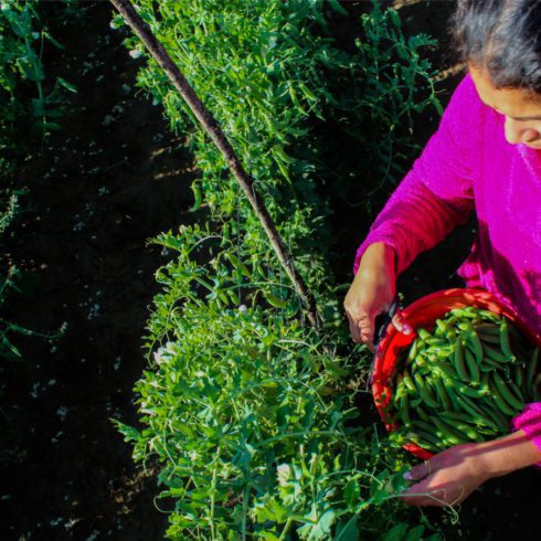 Mujeres rurales: un Atlas de la FAO