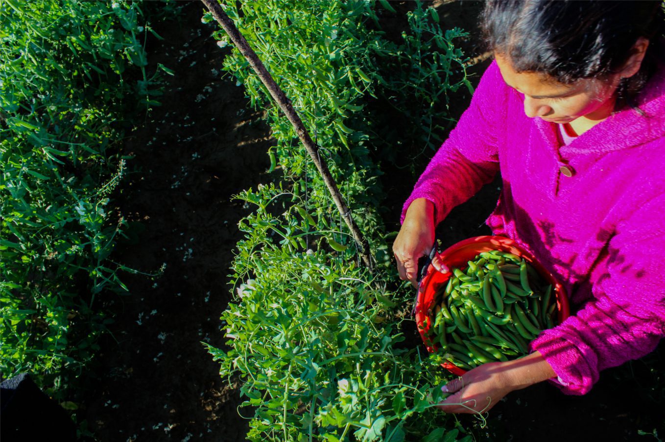 Mujeres rurales: un Atlas de la FAO