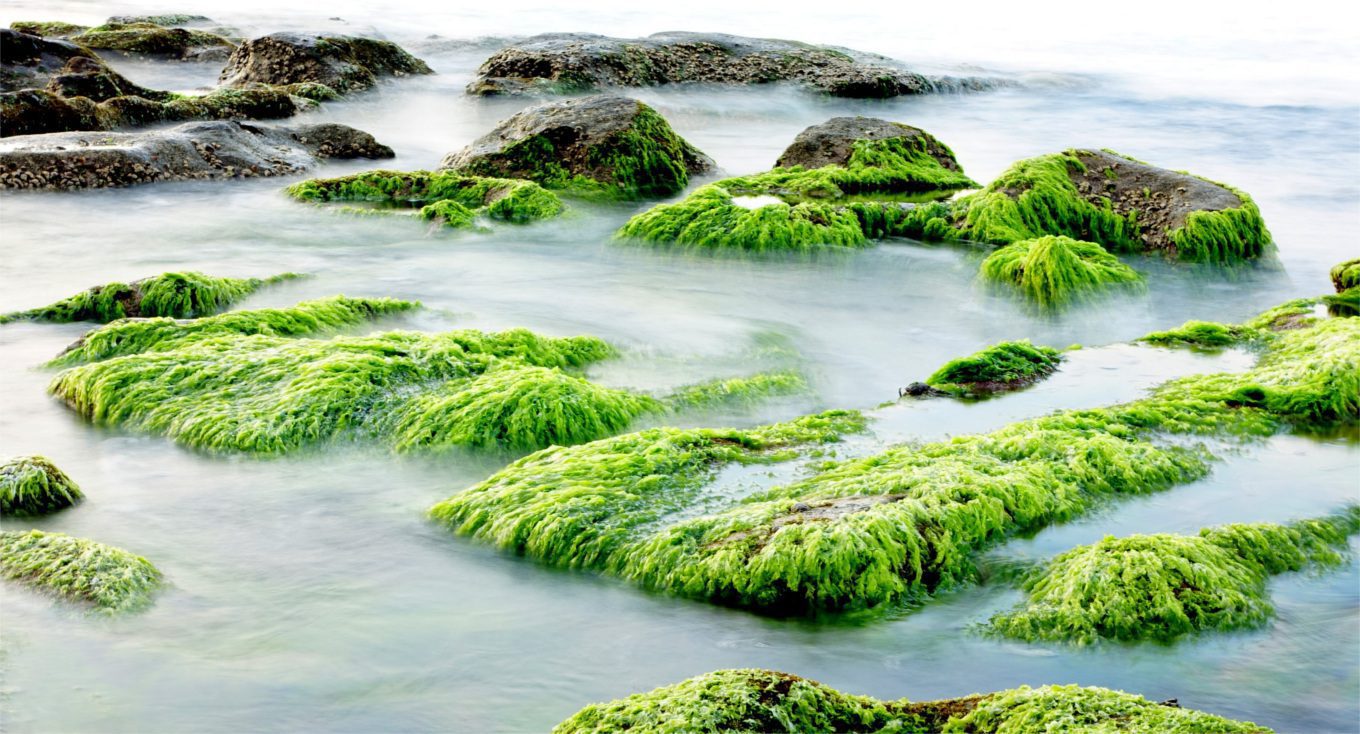 Biotecnología basada en algas y bacterias