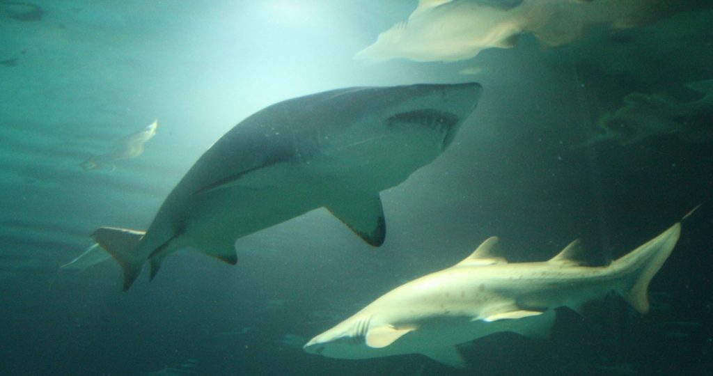 Científicos e instituciones argentinas alertan sobre el peligro de extinción de los tiburones en la provincia de Buenos Aires