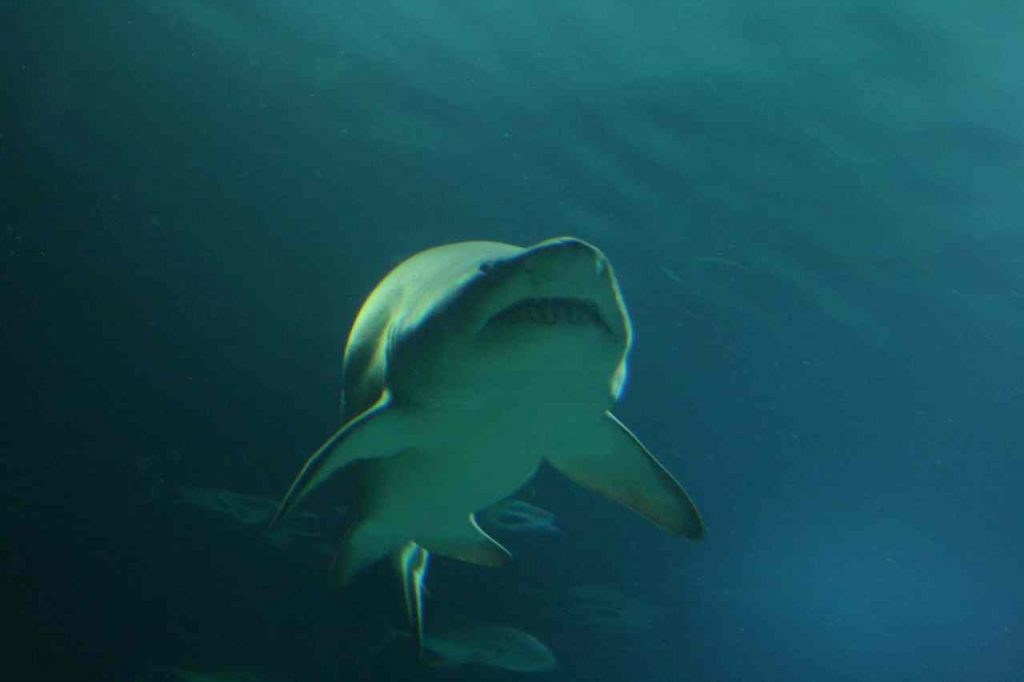 Los científicos argentinos alertan sobre la extinción de las variedades de tiburones locales, que son inofensivas