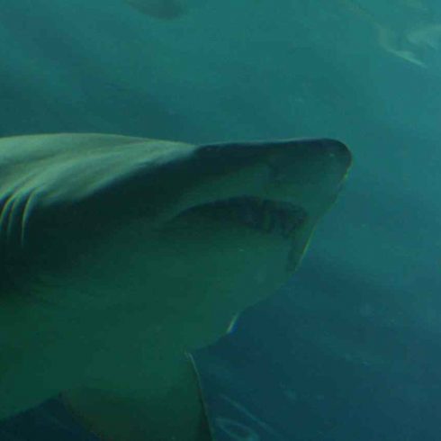 Los científicos argentinos alertan sobre el peligro de extinción de los tiburones en las aguas de la provincia de Buenos Aires