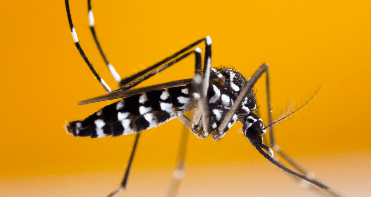 Detección de brotes de dengue en tiempo real gracias a la tecnología GIS
