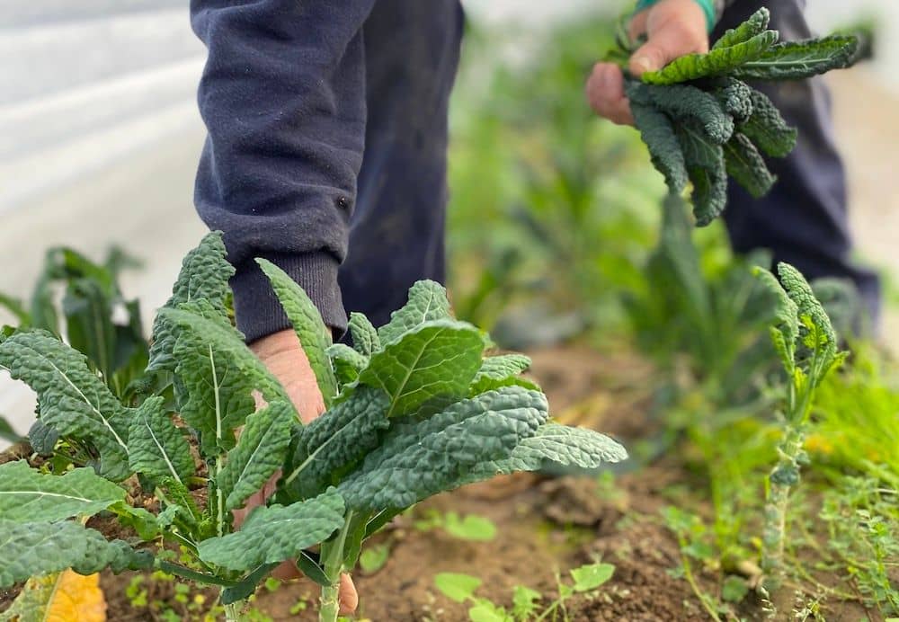 El Proyecto Kulto busca comparar frutas y verduras a los pequeños productores