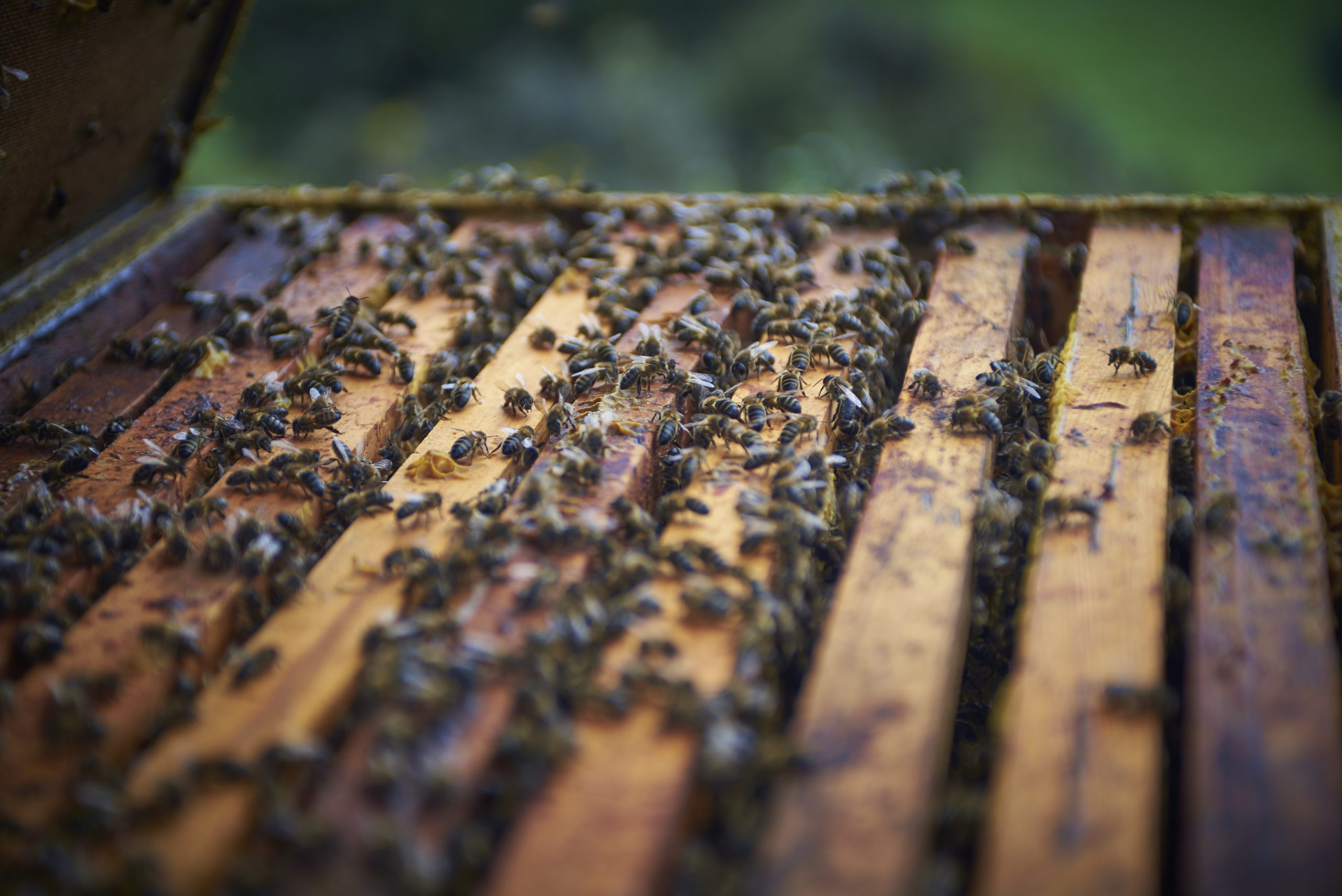 La miel producida por la apicultura biodinámica es una manera sensible y atenta de seguir a la naturaleza