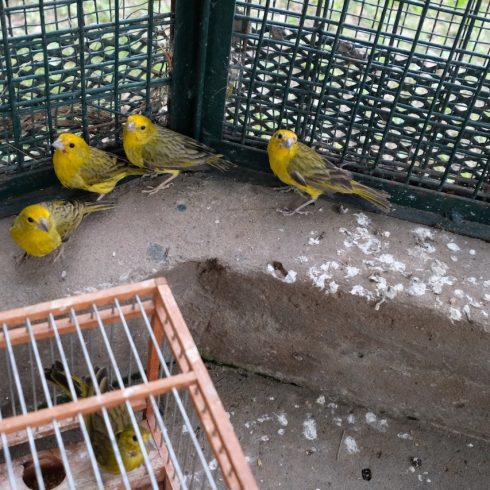 Más de 400 aves fueron rescatadas del tráfico ilegal de fauna, en Pilar y en Capital