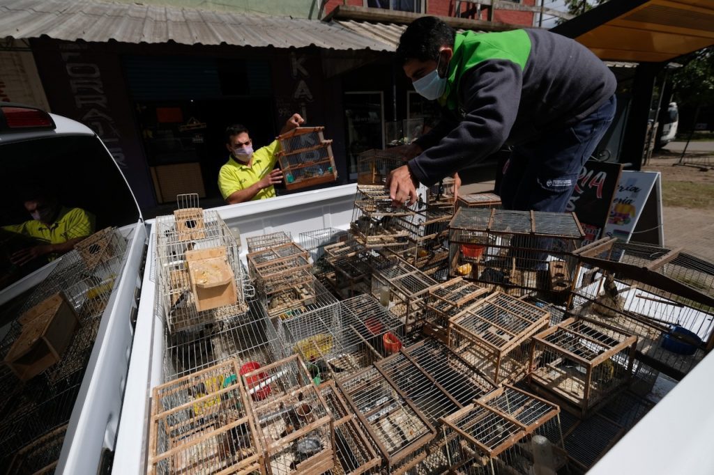 Más de 400 aves fueron rescatadas del tráfico ilegal de fauna en dos operativos en Pilar y en CABA