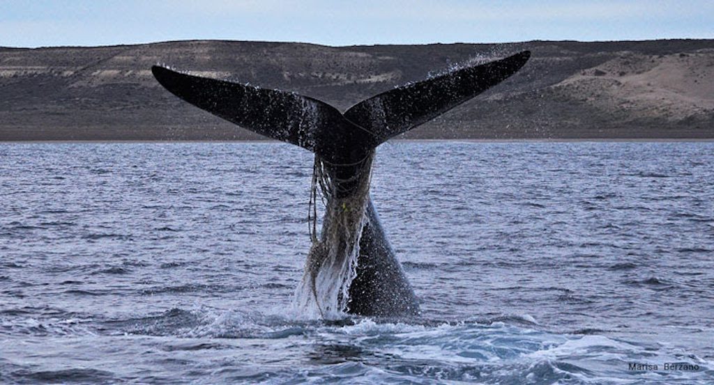 La campaña "Guardianas de los océanos" buscar proteger a la ballena franca austral en el Mar Argentino